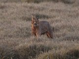 Rooikat 1  Caracal hunting   Rooikat op jag